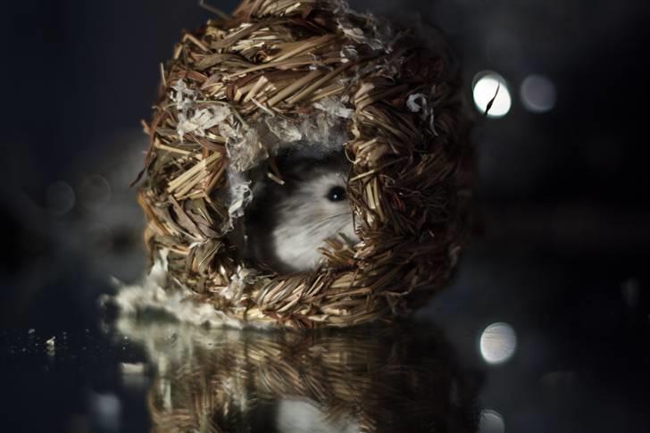 Dværghamster Ulrich the Hamster billede 16