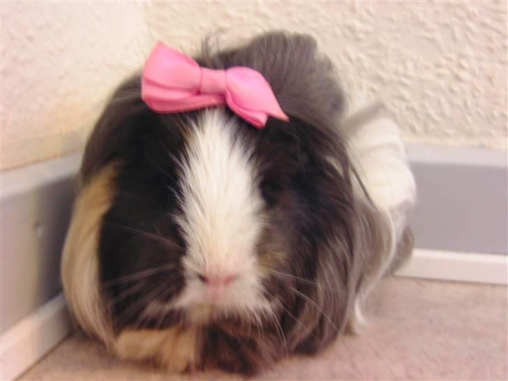 Marsvin Totte <3 (DØD) - Totte, min bette charmetrold <3 billede 1