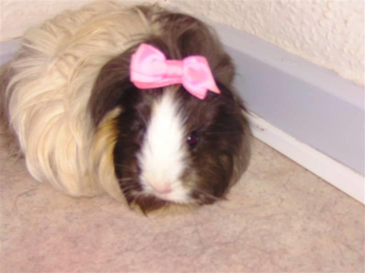 Marsvin Totte <3 (DØD) - Moars bette pjusketrold :) billede 2