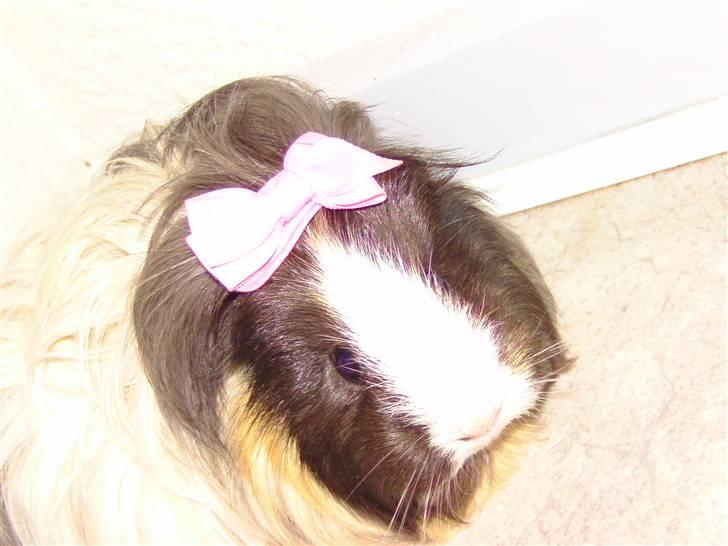 Marsvin Totte <3 (DØD) - Mulle nulle gøjen <3 billede 3