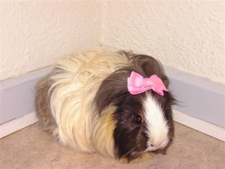 Marsvin Totte <3 (DØD) - ´Lille´ Totte <3 billede 4