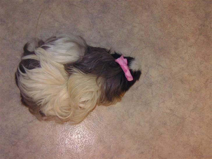 Marsvin Totte <3 (DØD) - Pjusketrolden ;) billede 5