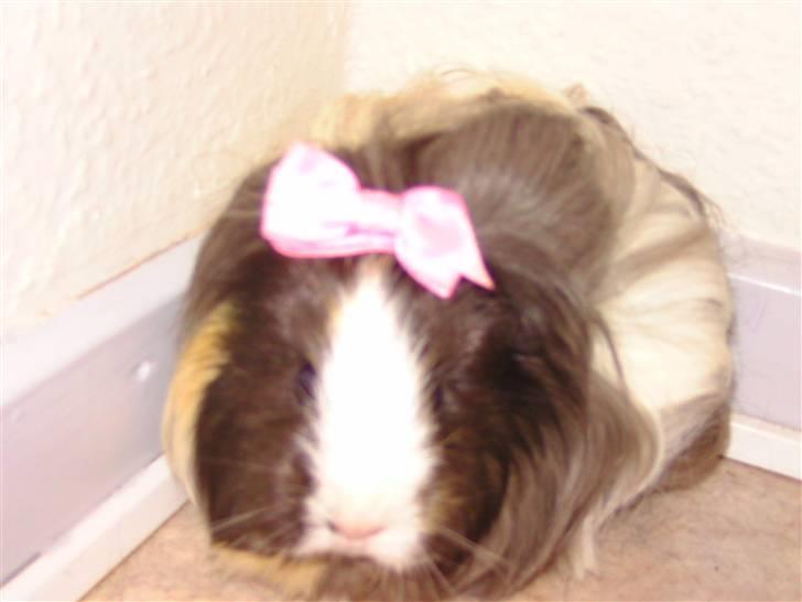 Marsvin Totte <3 (DØD) billede 6