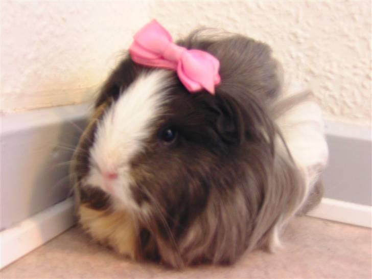 Marsvin Totte <3 (DØD) - Totte .. billede 7