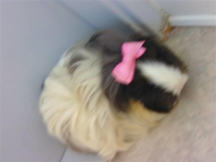 Marsvin Totte <3 (DØD) billede 8