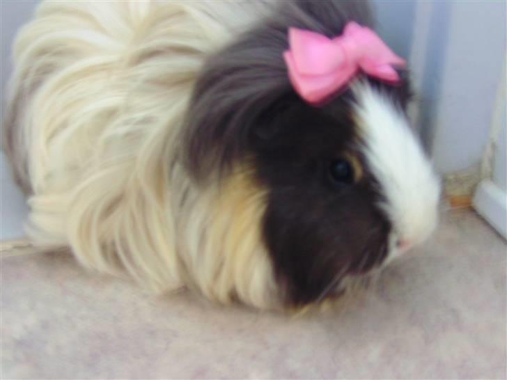 Marsvin Totte <3 (DØD) billede 9