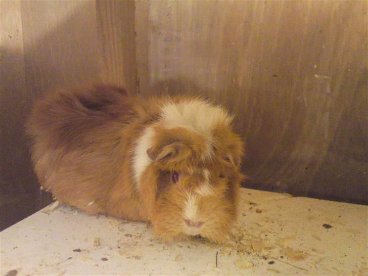 Marsvin Chili - Chili oppe på sit hus:D billede 10