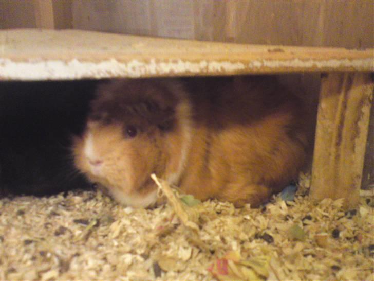 Marsvin Chili - og under:) billede 3