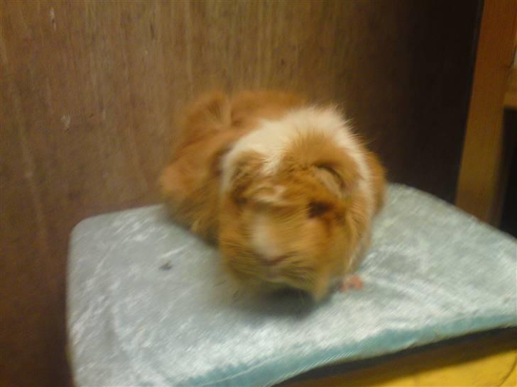 Marsvin Chili - <3 billede 5