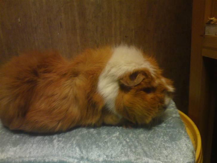 Marsvin Chili - Chili<333 billede 7