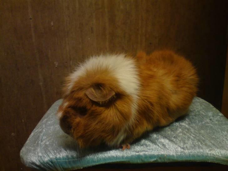 Marsvin Chili billede 8