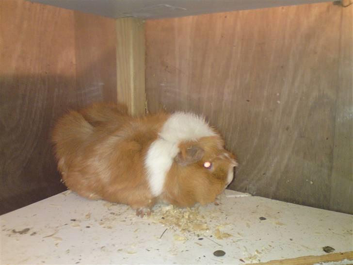 Marsvin Chili billede 9