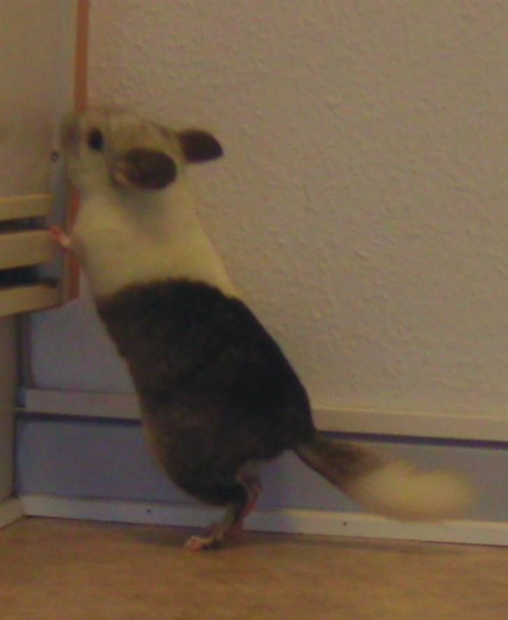 Chinchilla Bebsen <3 (DØD) - Bebsen, din bette Krudtugle <3 billede 1