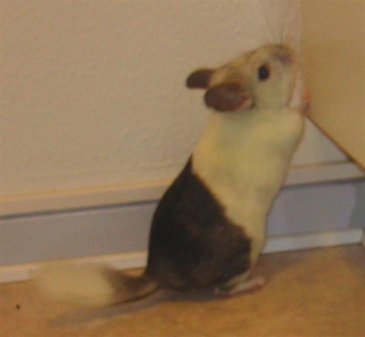 Chinchilla Bebsen <3 (DØD) billede 2