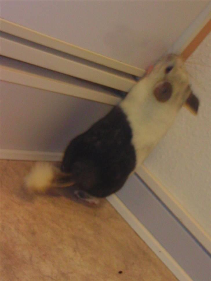 Chinchilla Bebsen <3 (DØD) billede 3