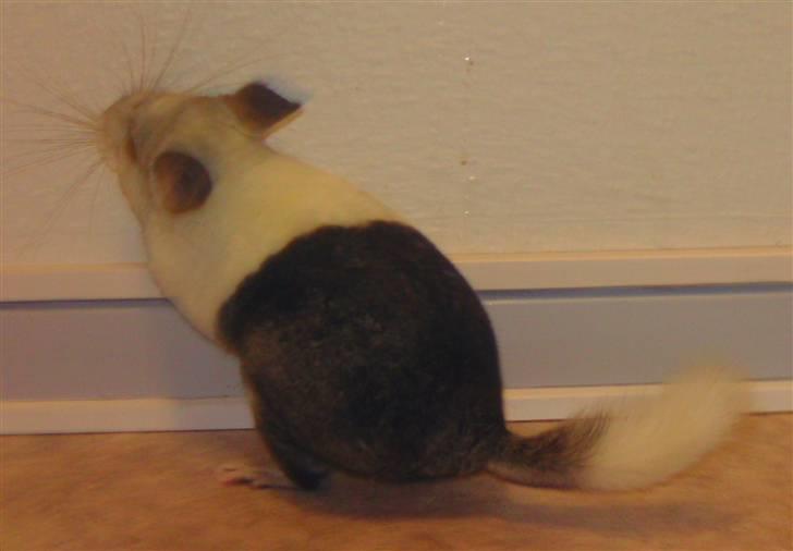 Chinchilla Bebsen <3 (DØD) billede 4