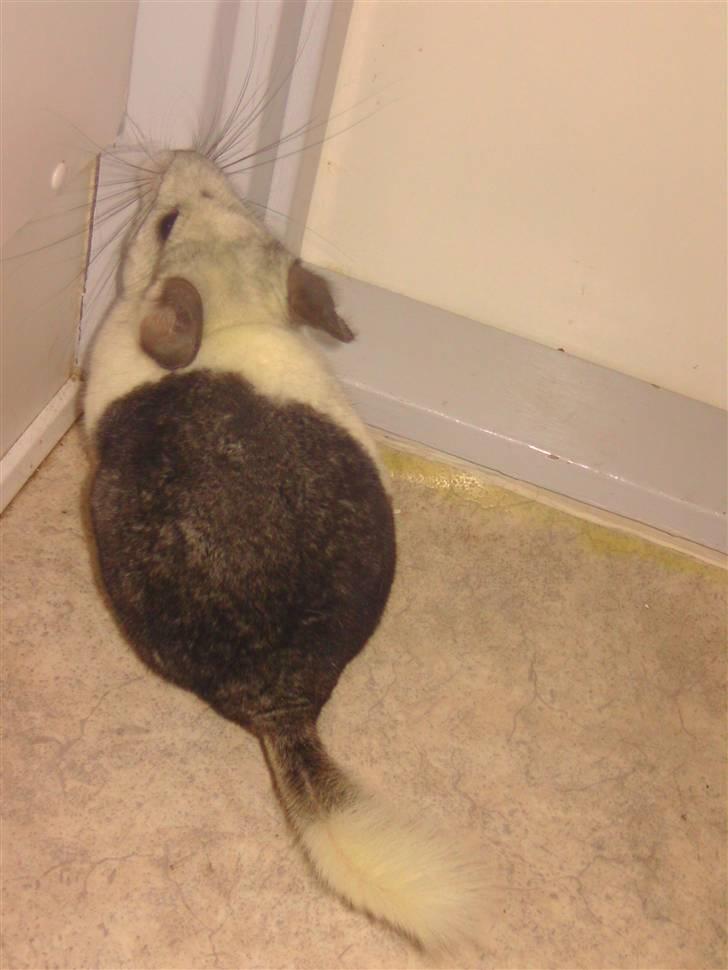 Chinchilla Bebsen <3 (DØD) billede 5