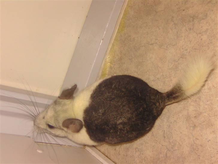 Chinchilla Bebsen <3 (DØD) billede 6