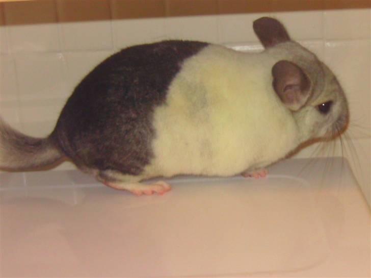Chinchilla Bebsen <3 (DØD) billede 7