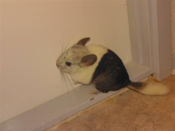 Chinchilla Bebsen <3 (DØD) billede 8