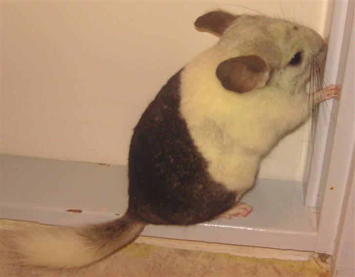 Chinchilla Bebsen <3 (DØD) billede 10