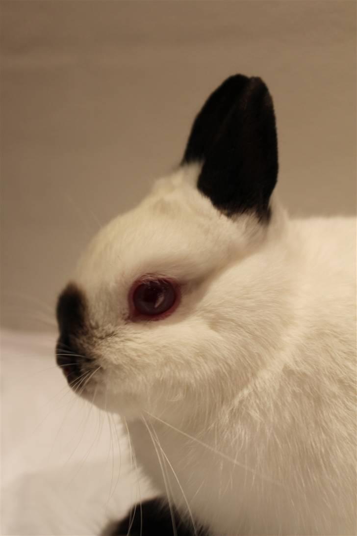 Kanin White Russian "Hermelin" billede 4