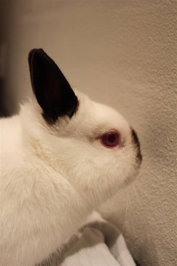 Kanin White Russian "Hermelin" billede 5