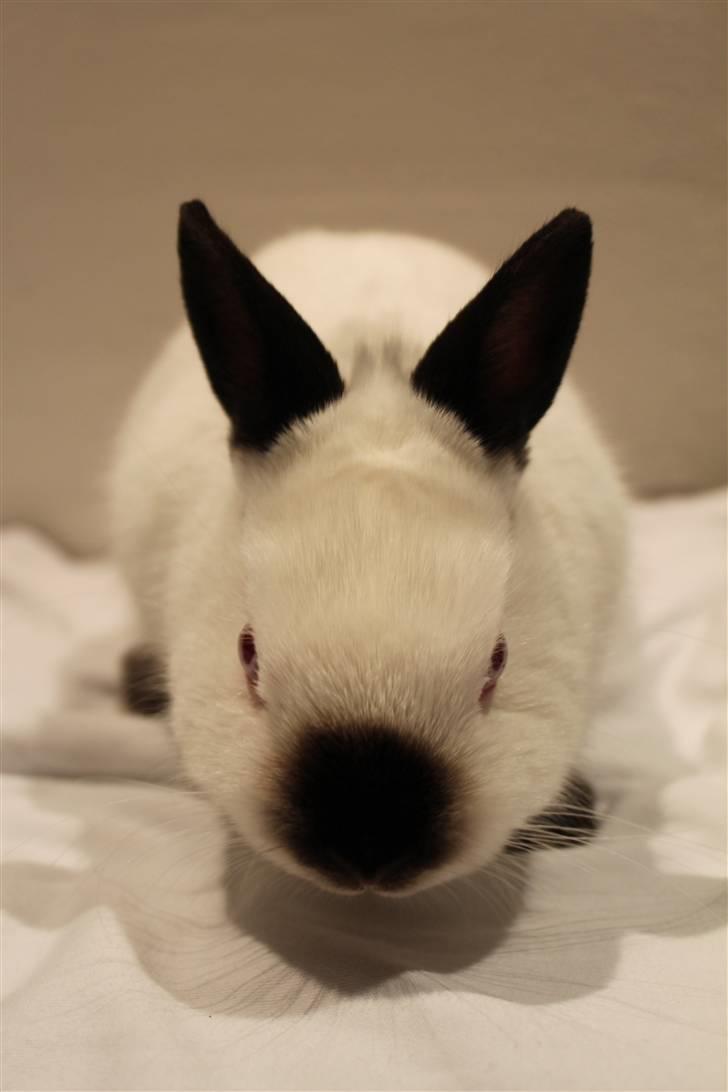 Kanin White Russian "Hermelin" billede 6