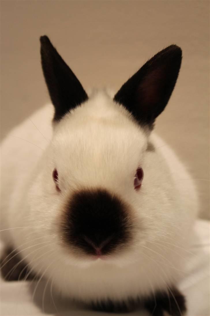 Kanin White Russian "Hermelin" billede 7