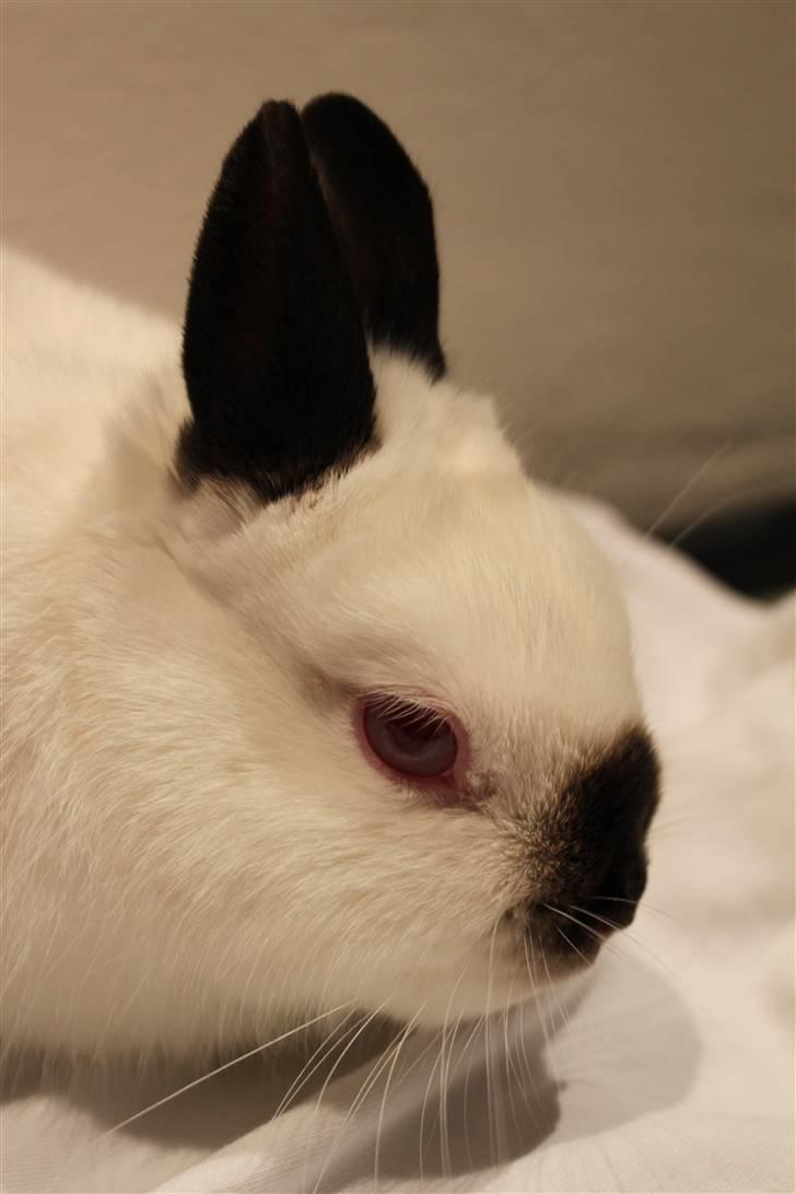 Kanin White Russian "Hermelin" billede 8