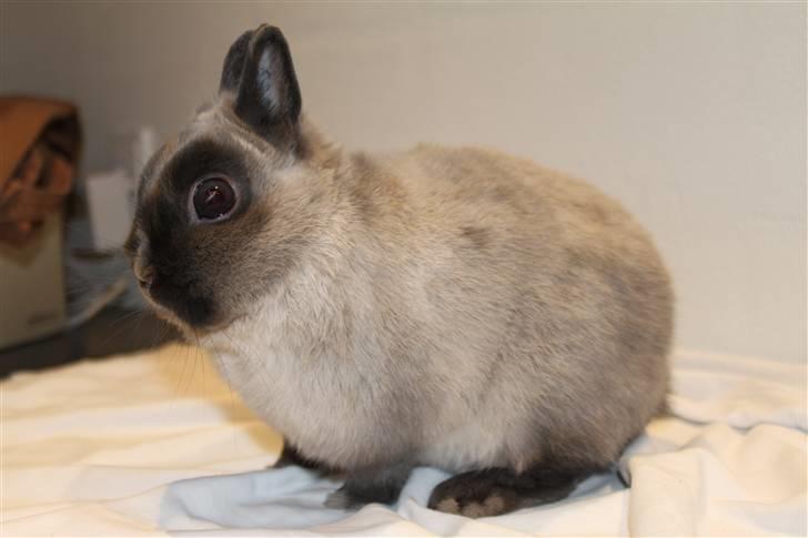 Kanin Yankie "Hermelin" *SOLGT* billede 1