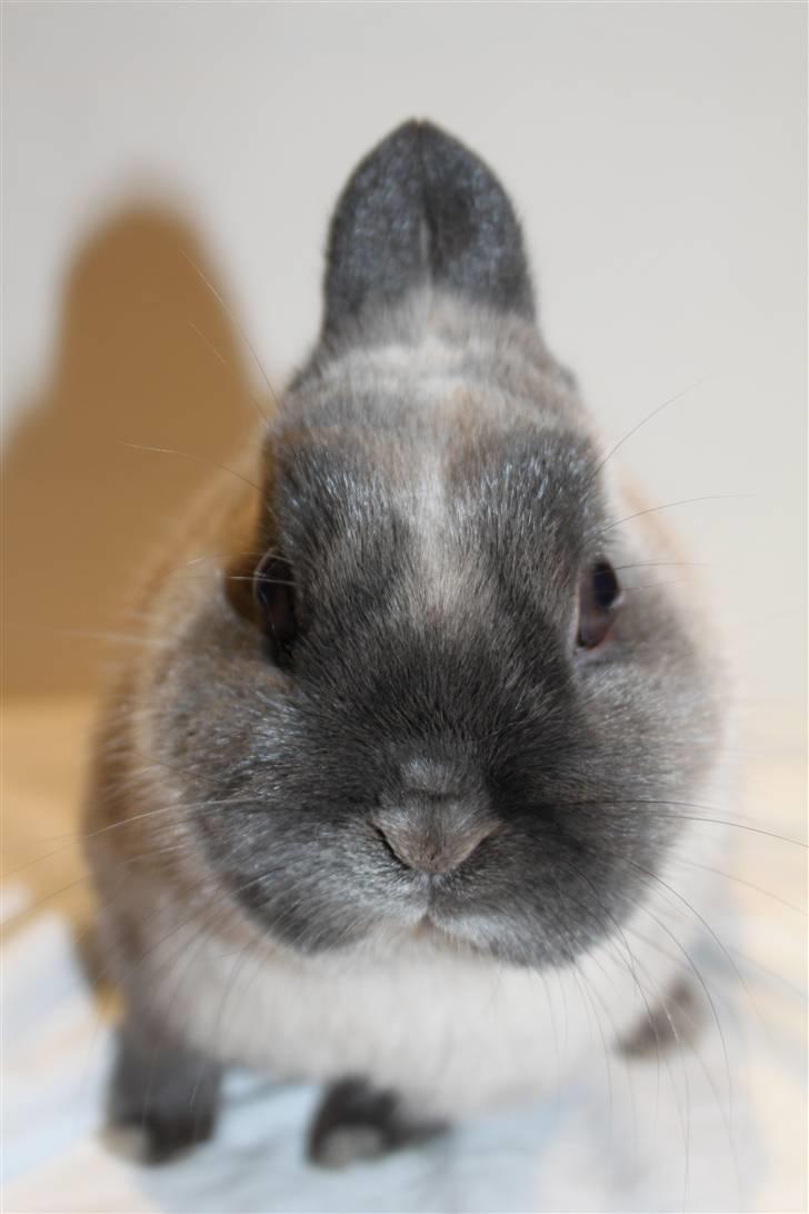 Kanin Yankie "Hermelin" *SOLGT* billede 2