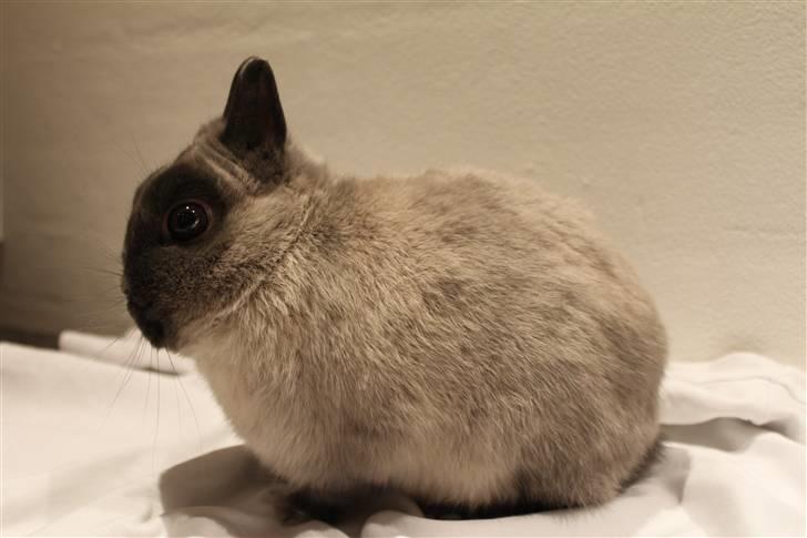 Kanin Yankie "Hermelin" *SOLGT* billede 3