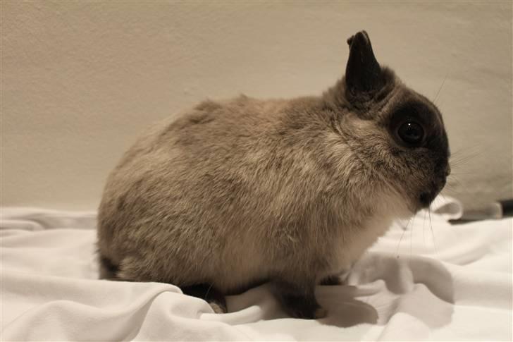 Kanin Yankie "Hermelin" *SOLGT* billede 4