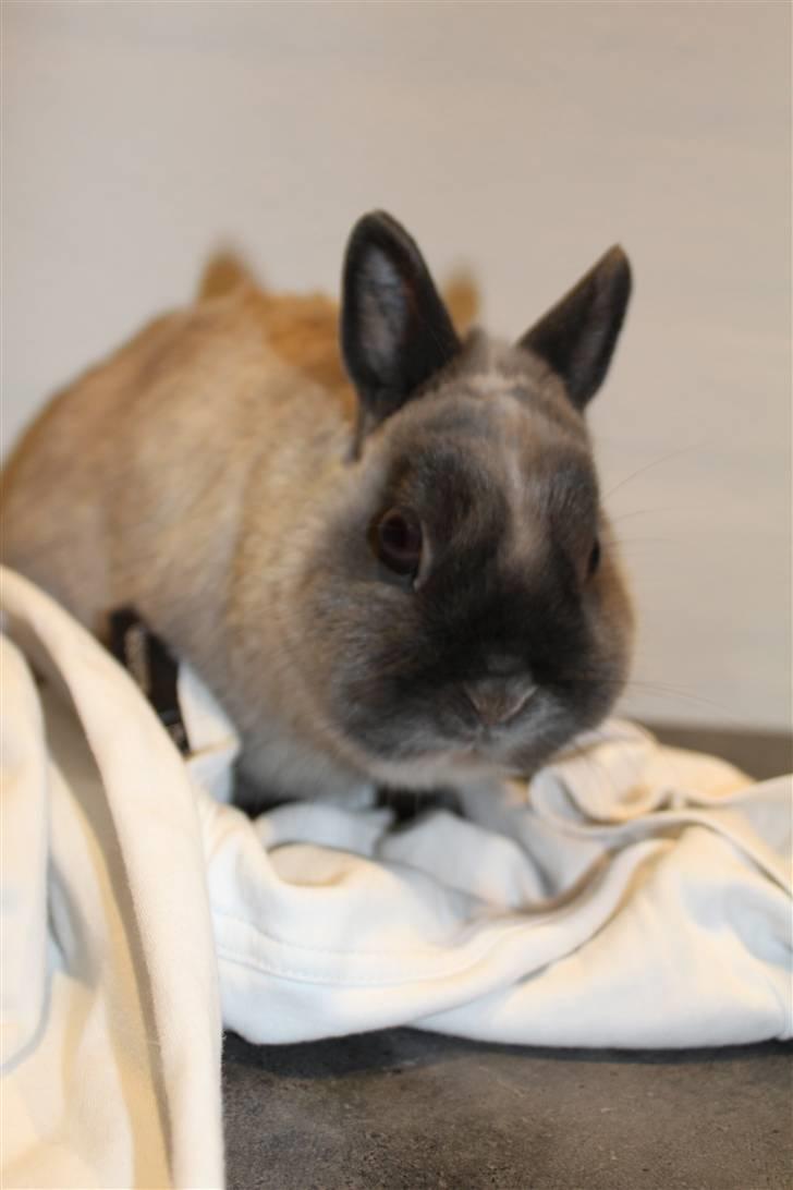 Kanin Yankie "Hermelin" *SOLGT* - Han kan simpelthen ikke stå for tekstiler. Der skal bare graves i dem, så er han i sit es. billede 5