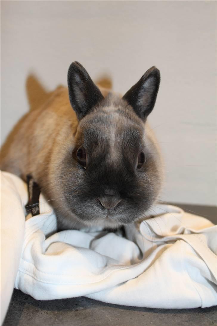 Kanin Yankie "Hermelin" *SOLGT* billede 6