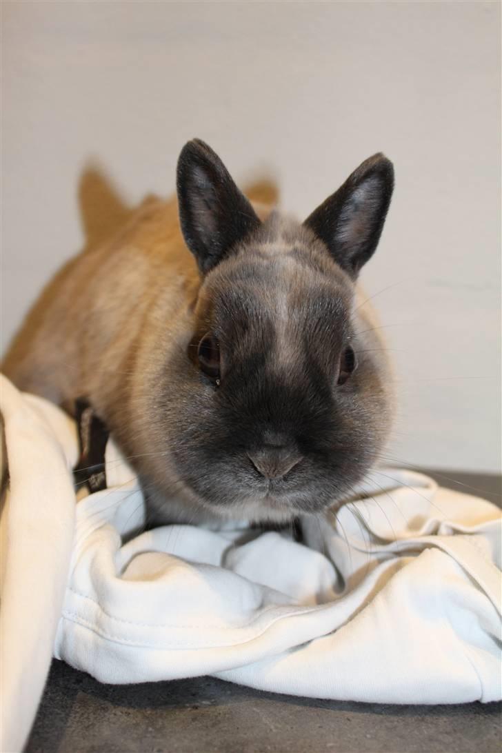 Kanin Yankie "Hermelin" *SOLGT* billede 7