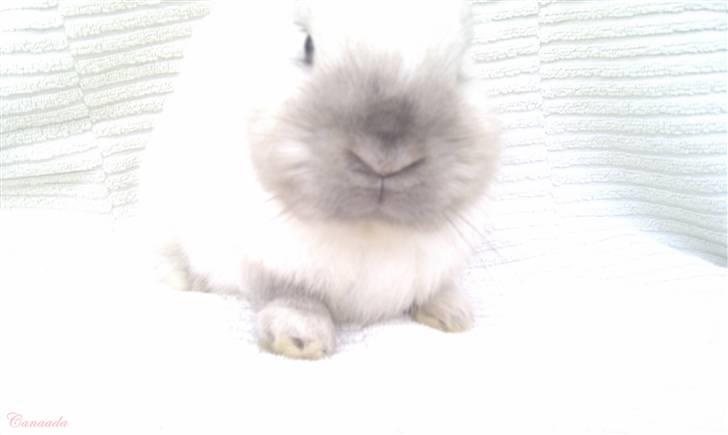 Kanin Canaada von havregryn billede 20