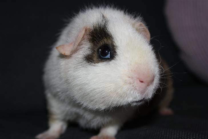 Marsvin Tré Colour aka Mus :D MIN - mit smukke marvin <3 foto miig med mit spejlrefleks :P billede 1