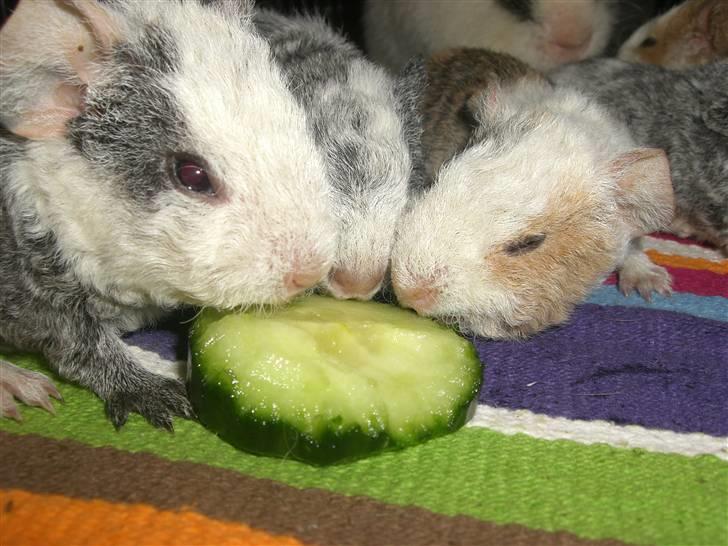 Marsvin Tré Colour aka Mus :D MIN - Ungerne da de var ca 1 uge gamle :P<3 foto:mig´med´miitkameraa<33 billede 2