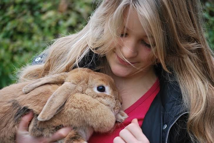 Kanin Tiger billede 6