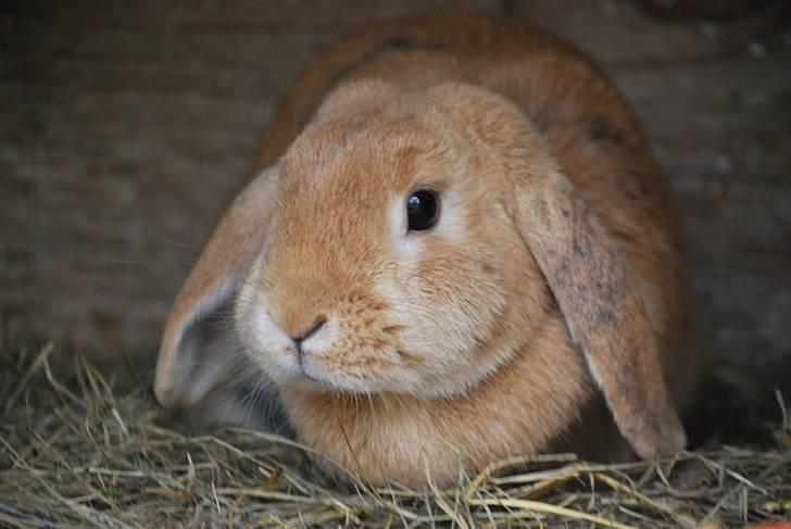 Kanin Tiger billede 7