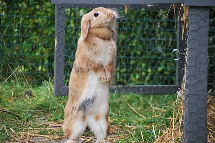 Kanin Tiger billede 9