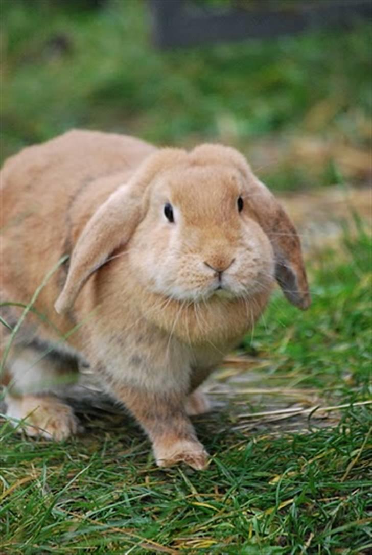 Kanin Tiger billede 10