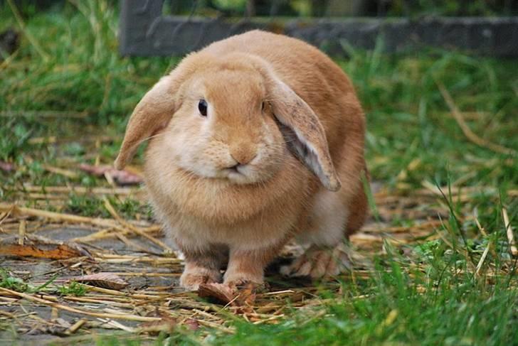 Kanin Tiger billede 11