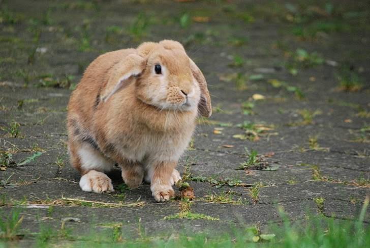 Kanin Tiger billede 13