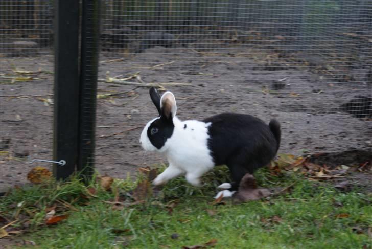 Kanin | Django R.I.P. - Django "galoperer" i haven :) billede 12