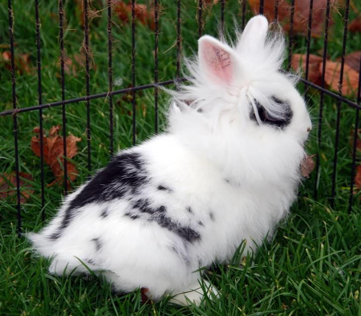 Kanin Solbakke's Voulez Vouz <3 - 11/11-2010; Voulez Vouz er en lille tur i haven for at brænde energi af :D billede 12