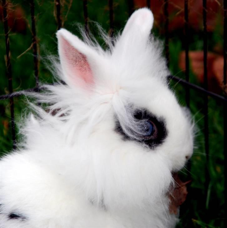 Kanin Solbakke's Voulez Vouz <3 - 11/11-2010; Voulez Vouz er en lille tur i haven for at brænde energi af :D billede 13