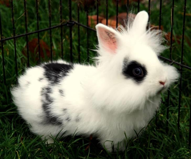 Kanin Solbakke's Voulez Vouz <3 - 11/11-2010; Voulez Vouz er en lille tur i haven for at brænde energi af :D billede 14